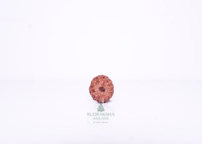 13 Mukhi Indonesian Rudraksha - 1313