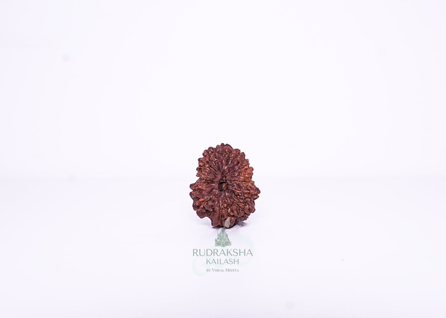 13 Mukhi Indonesian Rudraksha - 1314