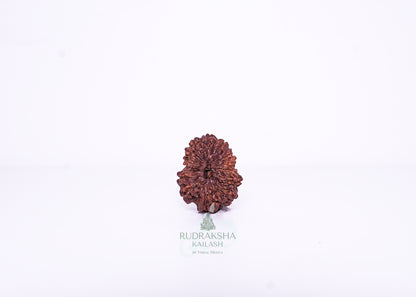 13 Mukhi Indonesian Rudraksha - 1314