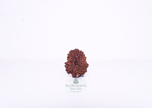 13 Mukhi Indonesian Rudraksha - 1314