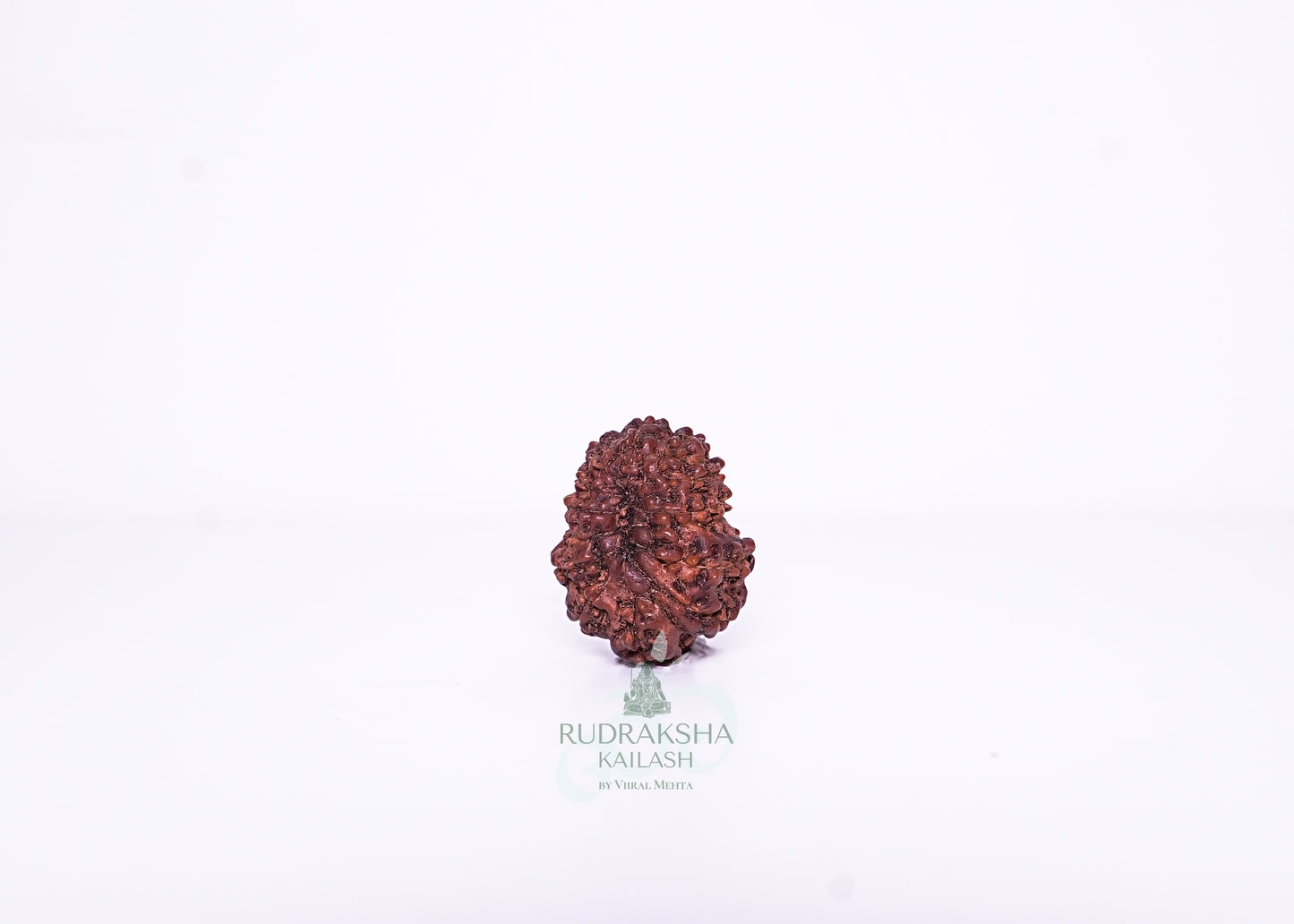 13 Mukhi Indonesian Rudraksha - 1314
