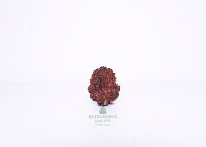 13 Mukhi Indonesian Rudraksha - 1314