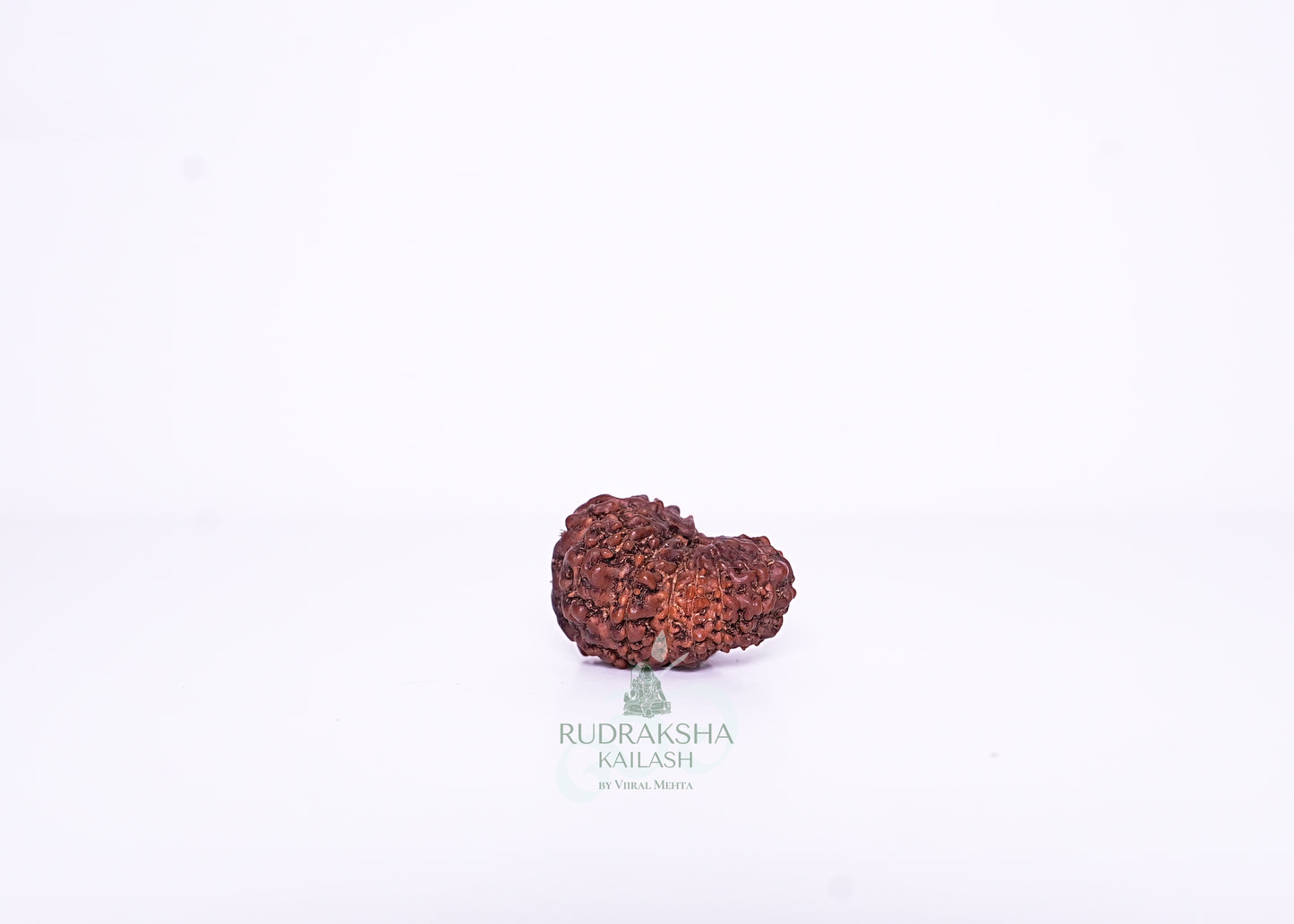 13 Mukhi Indonesian Rudraksha - 1314