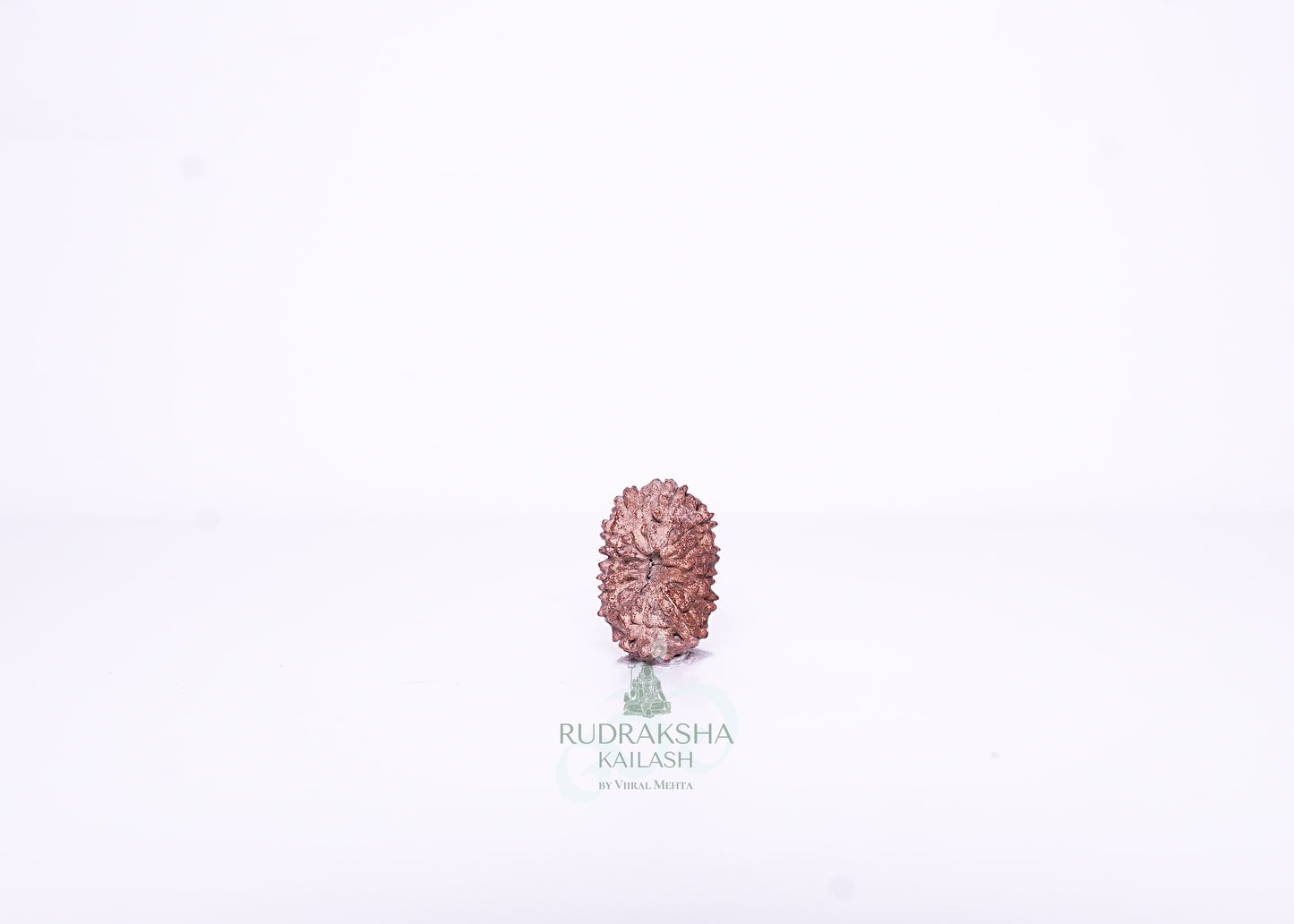 13 Mukhi Indonesian Rudraksha - 1315