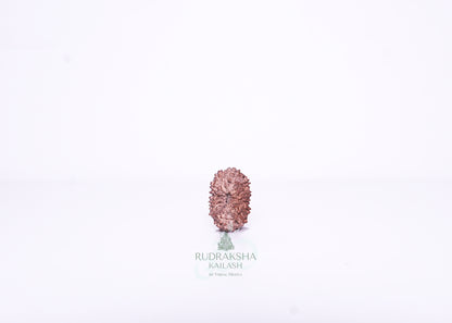 13 Mukhi Indonesian Rudraksha - 1315