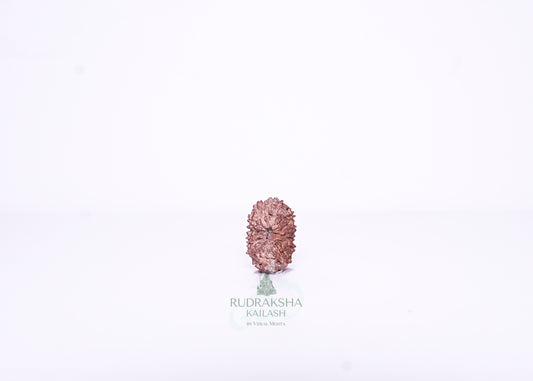 13 Mukhi Indonesian Rudraksha - 1315