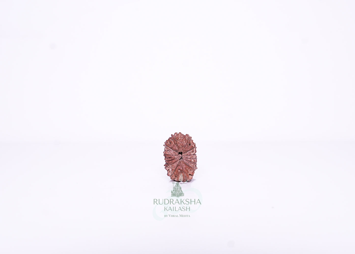 13 Mukhi Indonesian Rudraksha - 1315