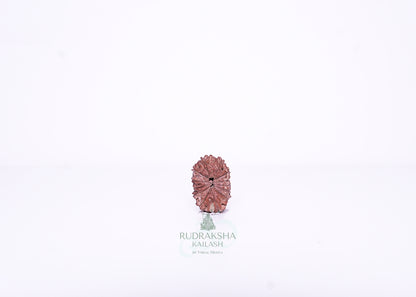 13 Mukhi Indonesian Rudraksha - 1315