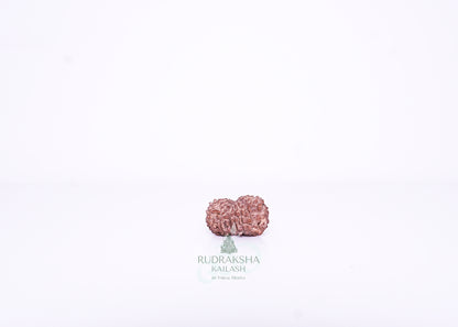 13 Mukhi Indonesian Rudraksha - 1315