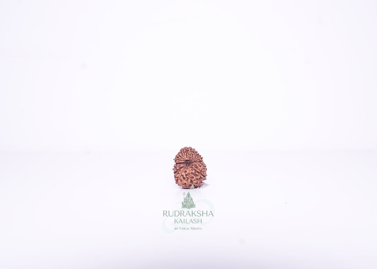 14 Mukhi Indonesian Rudraksha - 1401