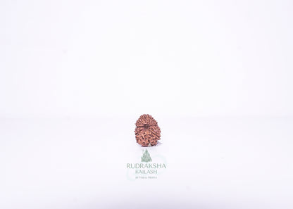 14 Mukhi Indonesian Rudraksha - 1401