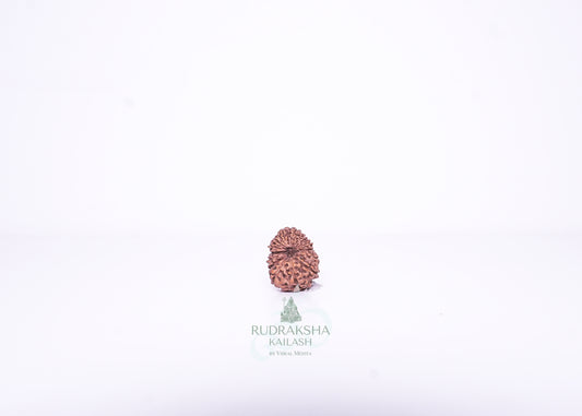 14 Mukhi Indonesian Rudraksha - 1401