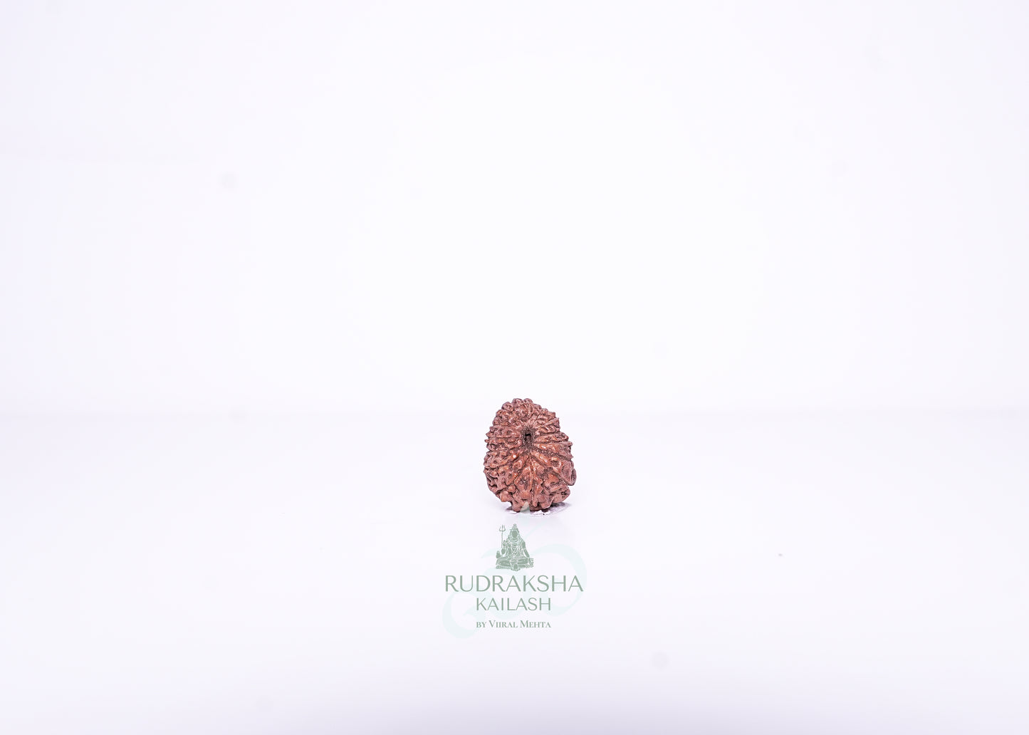 14 Mukhi Indonesian Rudraksha - 1401