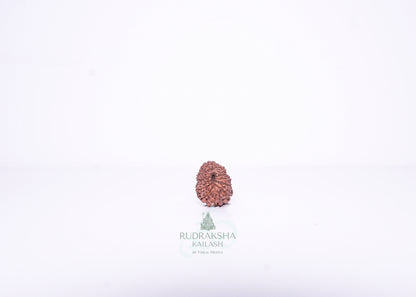 14 Mukhi Indonesian Rudraksha - 1401