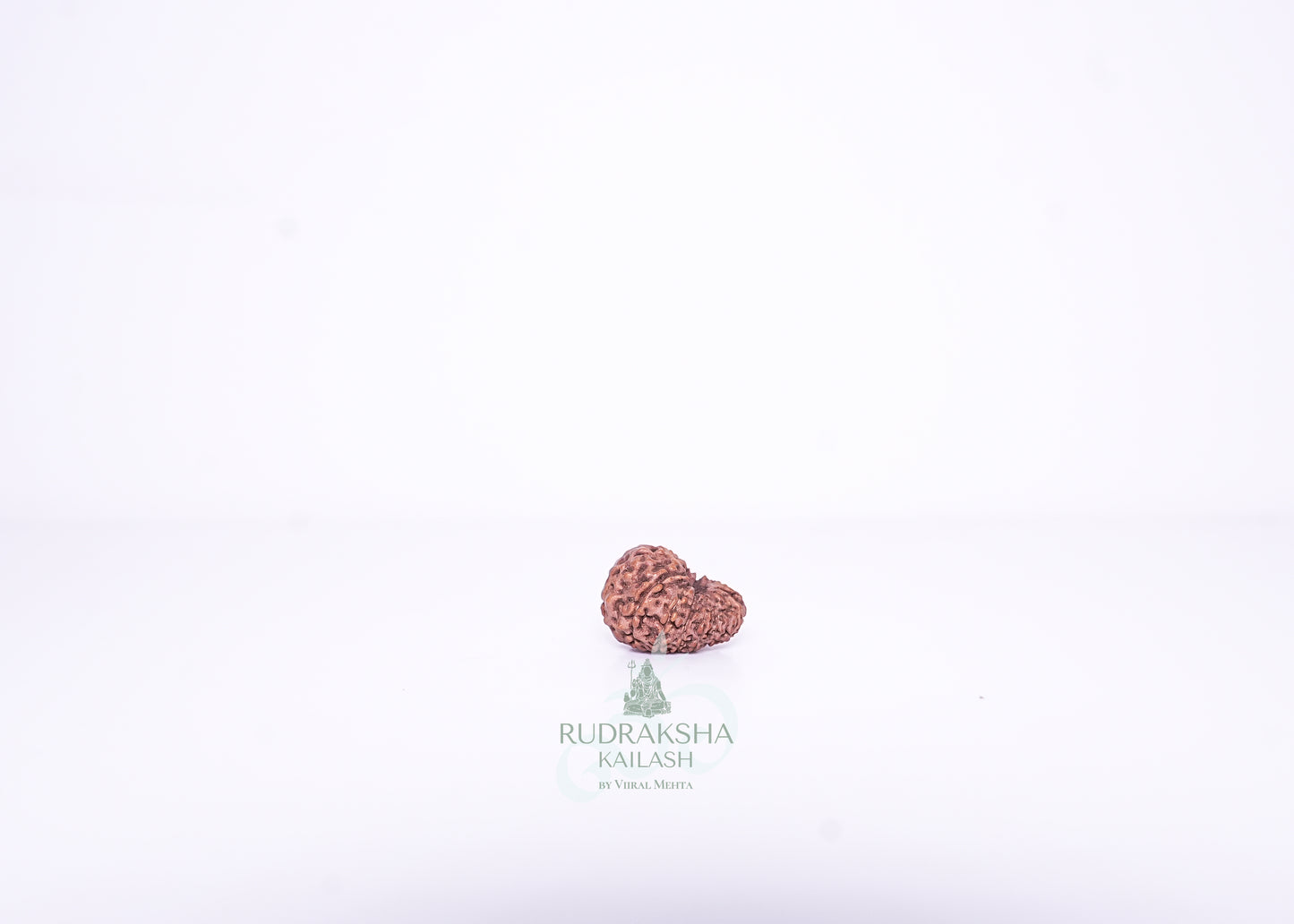 14 Mukhi Indonesian Rudraksha - 1401