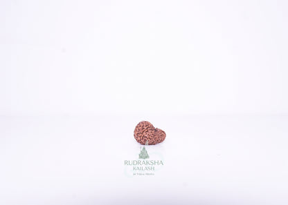 14 Mukhi Indonesian Rudraksha - 1401