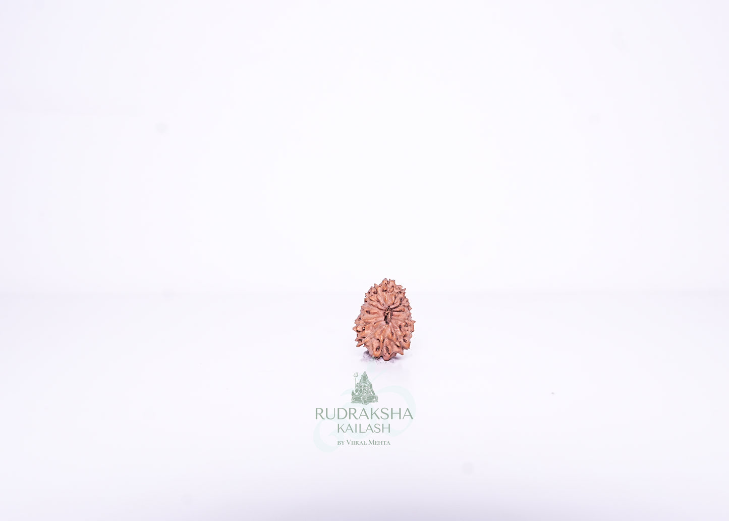 14 Mukhi Indonesian Rudraksha - 1402