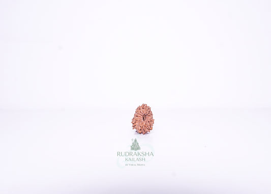 14 Mukhi Indonesian Rudraksha - 1402