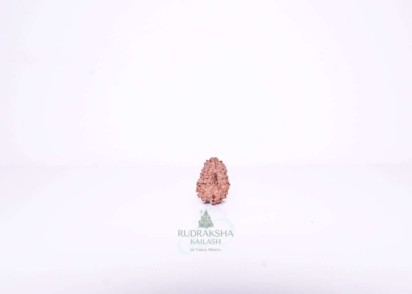 14 Mukhi Indonesian Rudraksha - 1402