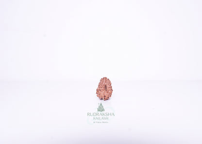 14 Mukhi Indonesian Rudraksha - 1402