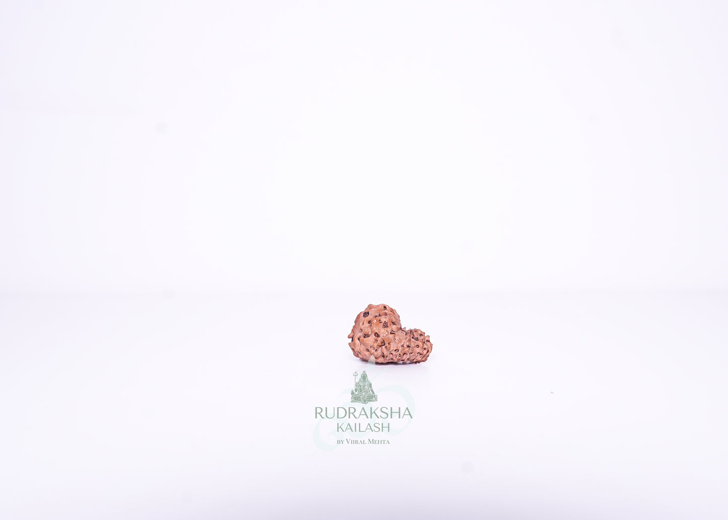 14 Mukhi Indonesian Rudraksha - 1402