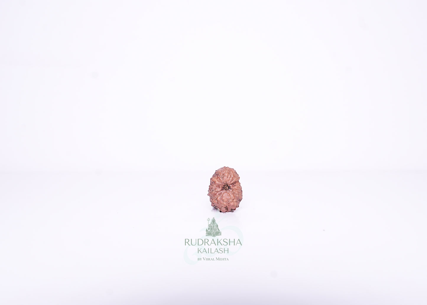 14 Mukhi Indonesian Rudraksha - 1403