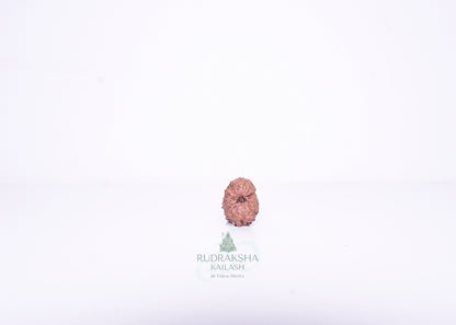 14 Mukhi Indonesian Rudraksha - 1403