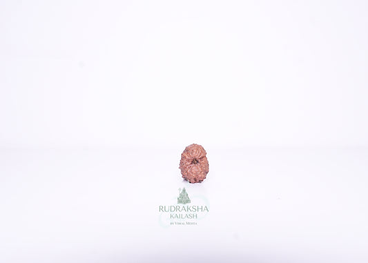 14 Mukhi Indonesian Rudraksha - 1403