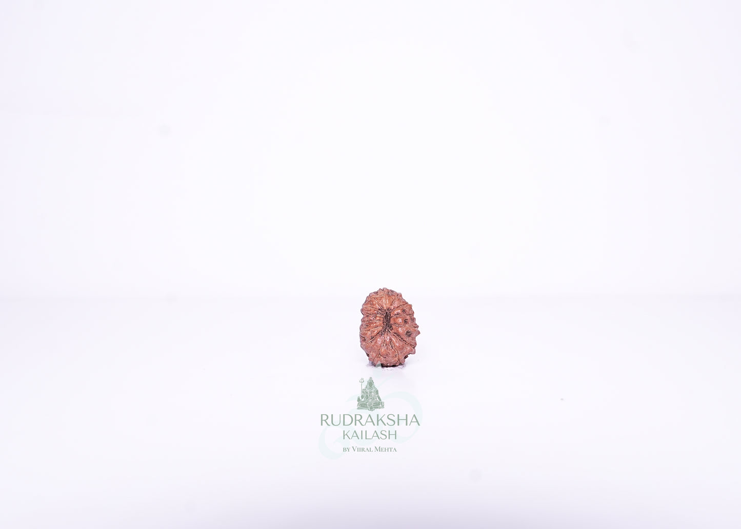 14 Mukhi Indonesian Rudraksha - 1403