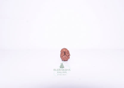 14 Mukhi Indonesian Rudraksha - 1403