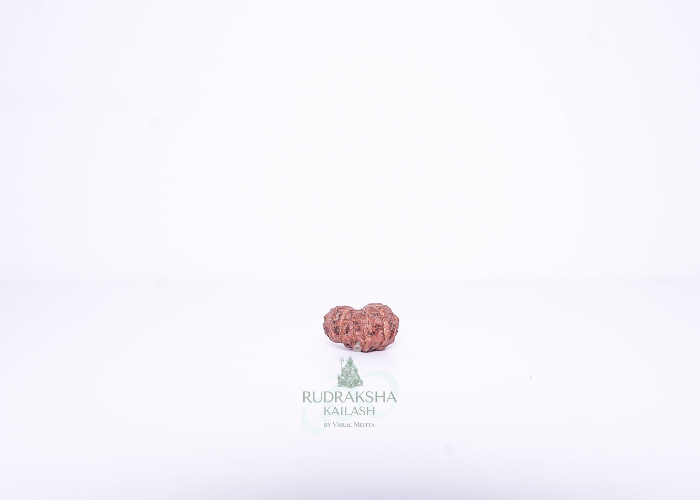 14 Mukhi Indonesian Rudraksha - 1403