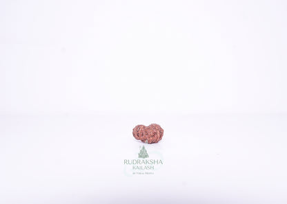 14 Mukhi Indonesian Rudraksha - 1403