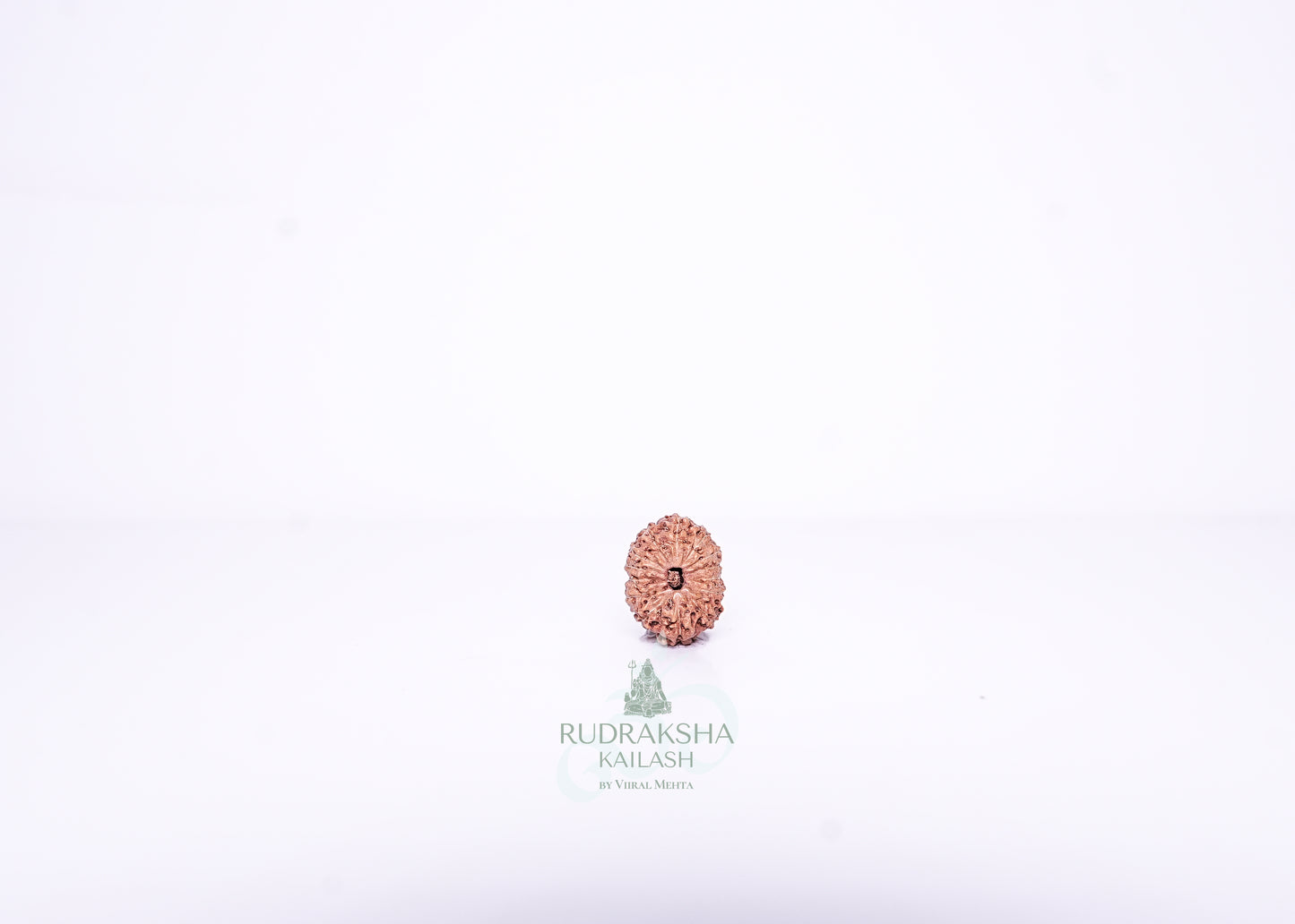 14 Mukhi Indonesian Rudraksha - 1404