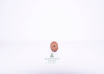 14 Mukhi Indonesian Rudraksha - 1404