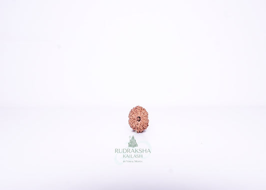 14 Mukhi Indonesian Rudraksha - 1404