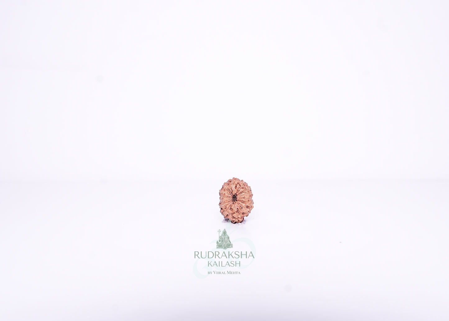 14 Mukhi Indonesian Rudraksha - 1404
