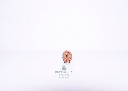 14 Mukhi Indonesian Rudraksha - 1404