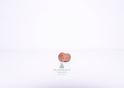 14 Mukhi Indonesian Rudraksha - 1404