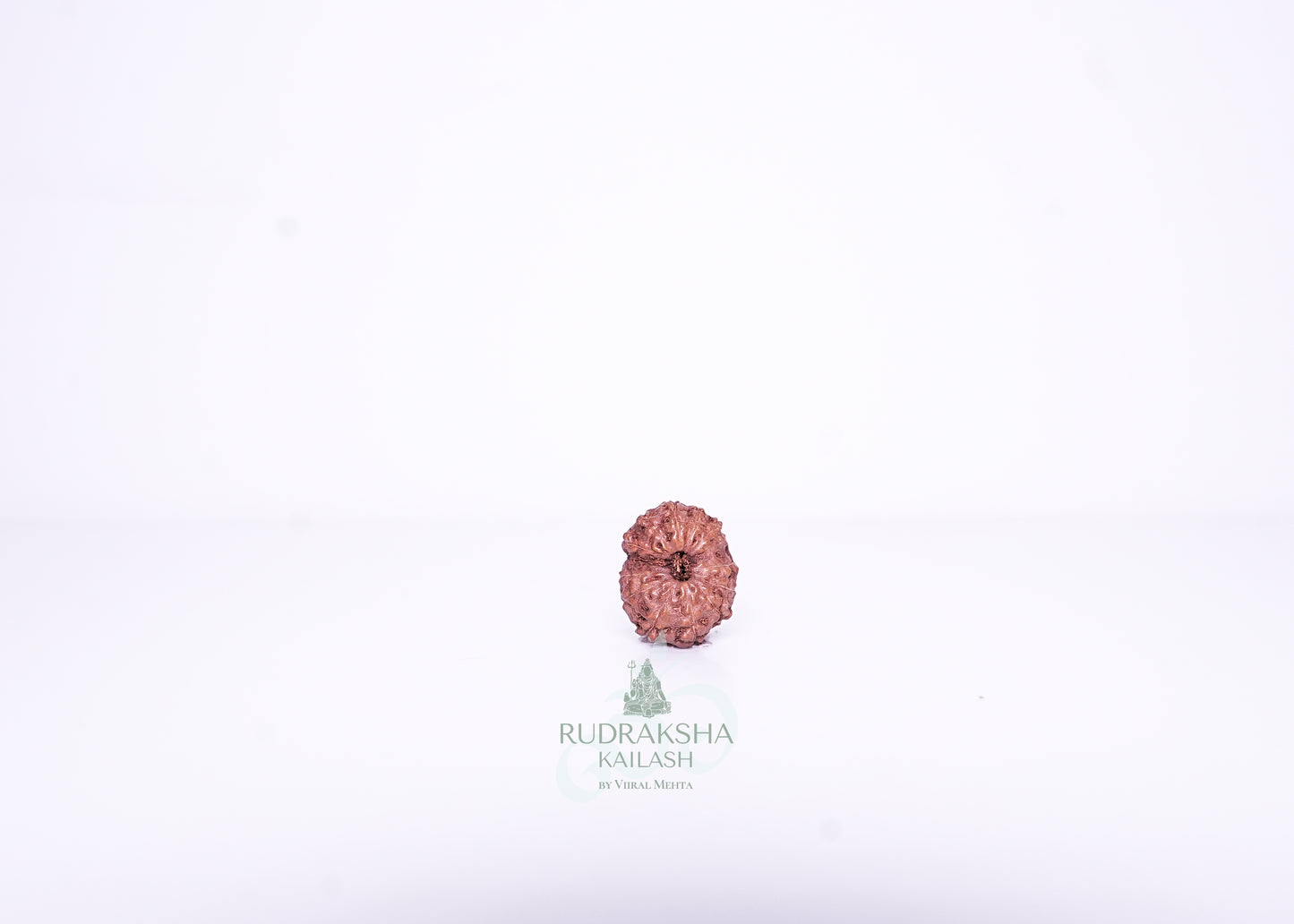 14 Mukhi Indonesian Rudraksha - 1405