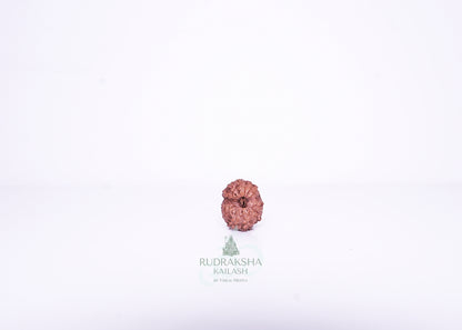 14 Mukhi Indonesian Rudraksha - 1405