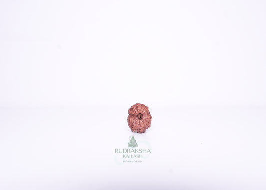 14 Mukhi Indonesian Rudraksha - 1405