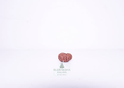 14 Mukhi Indonesian Rudraksha - 1405