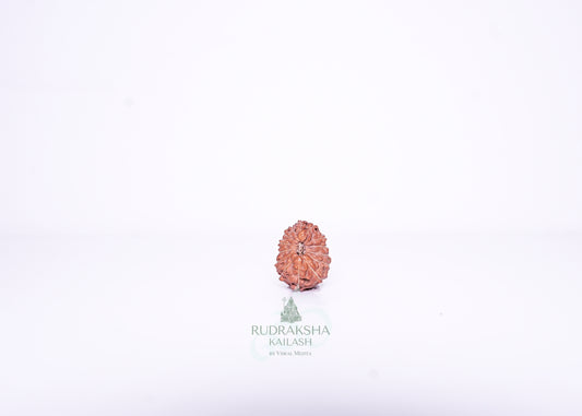 14 Mukhi Indonesian Rudraksha - 1406