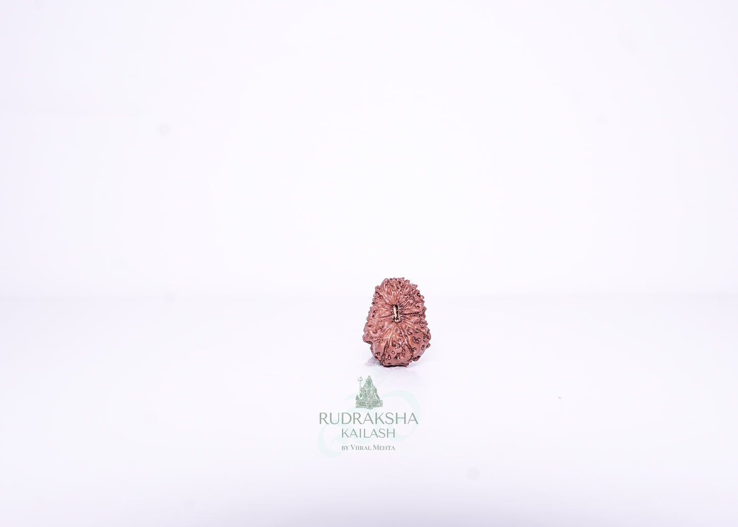 14 Mukhi Indonesian Rudraksha - 1407