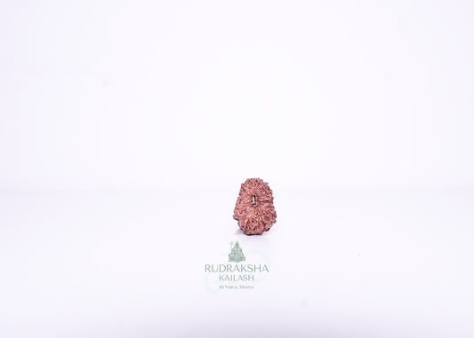 14 Mukhi Indonesian Rudraksha - 1407