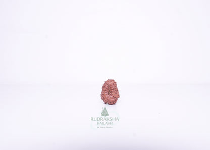 14 Mukhi Indonesian Rudraksha - 1407