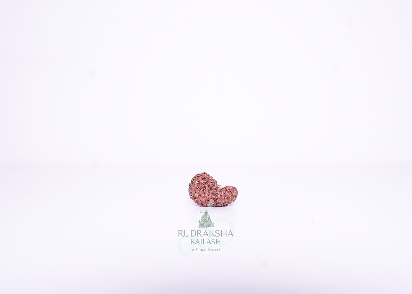 14 Mukhi Indonesian Rudraksha - 1407