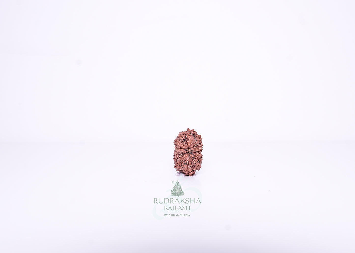 14 Mukhi Indonesian Rudraksha - 1408