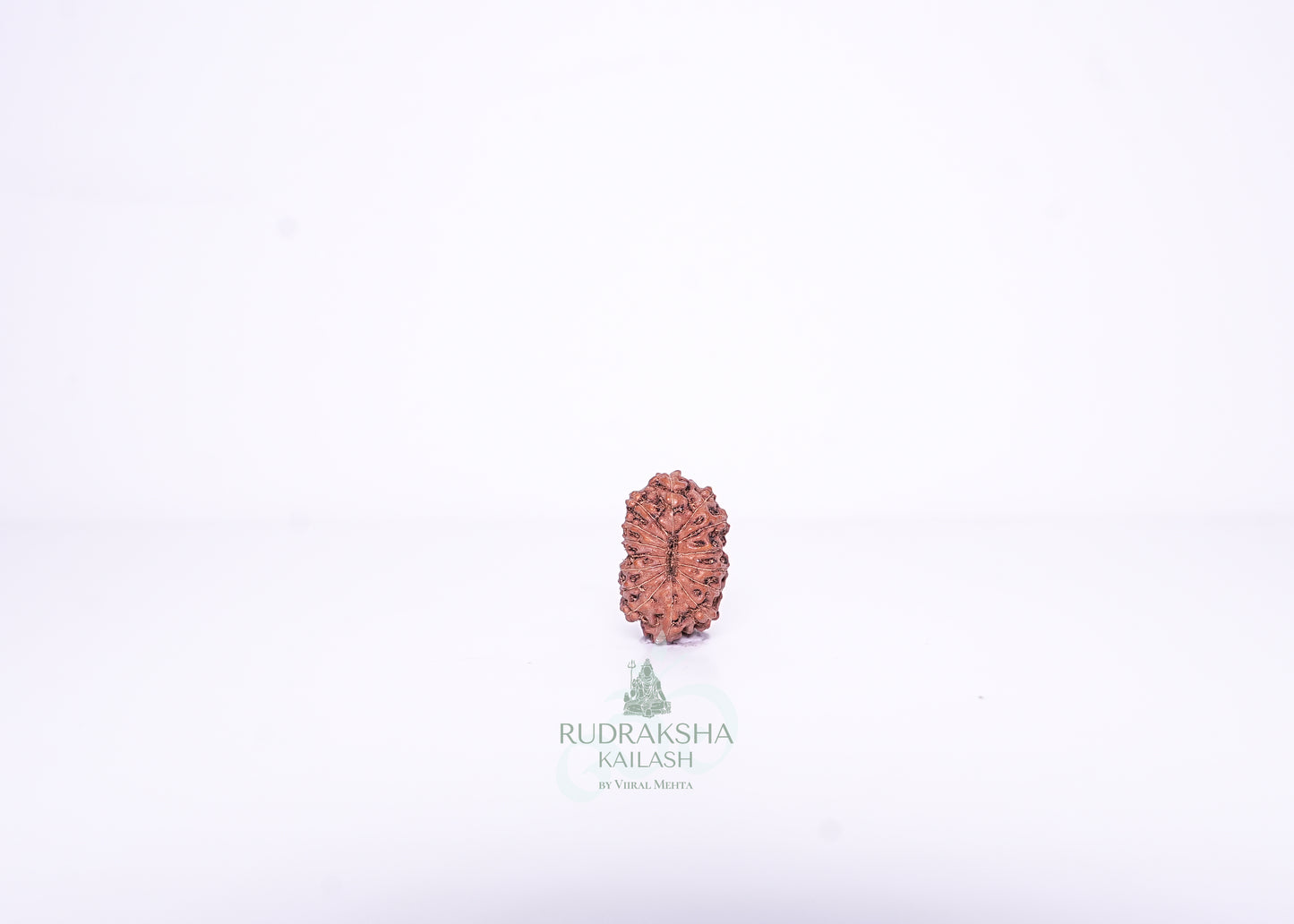 14 Mukhi Indonesian Rudraksha - 1408