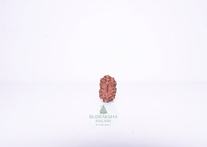 14 Mukhi Indonesian Rudraksha - 1408